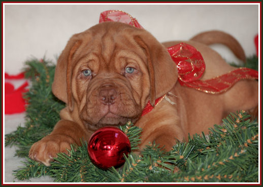 kerst pup13.jpg